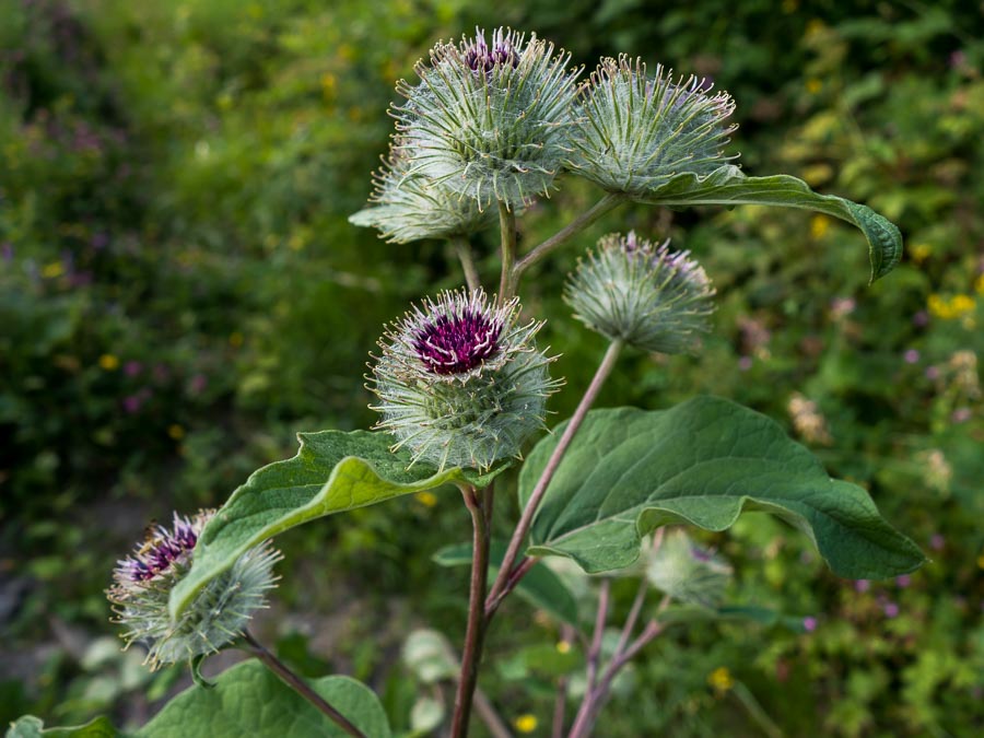 Arctium nemorosum / Bardana selvatica